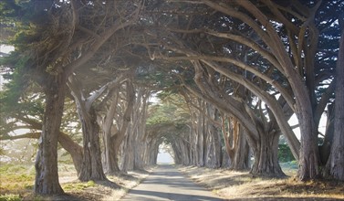 Road among cypress trees