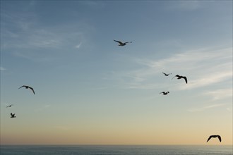 Birds flying against blue sky at sunset
