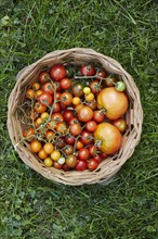 Basket with tomatoes on grass