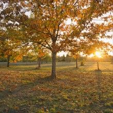 Autumnal trees at sunset