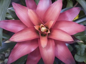 Exotic pink flower