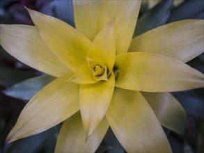 Exotic yellow flower