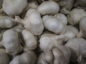 Full frame of white garlic