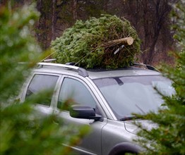 Christmas tree on car roof.