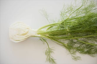 Cross section of fennel on white background