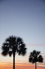 Silhouette of palm trees against sky at sunset