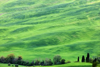 Green rolling landscape