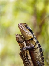 Water dragon (Intellagama lesueurii) perching on branch