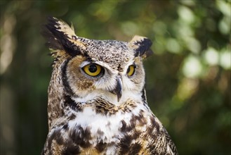 Portrait of Great horned owl (Bubo virginianus)