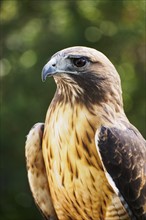 Portrait of Peregrine falcon (Falco peregrinus)