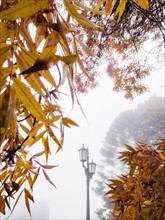 Street lamp in fog in autumn