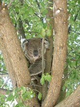 Koala (Phascolarctos cinereus) sleeping on tree