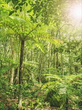Plants in rainforest