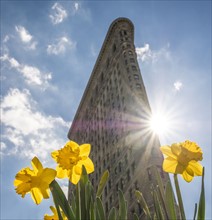 Flatiron building with daffodils in foreground. USA, New York, New York City.