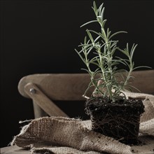 Rosemary plant without pot.