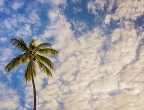 Palm tree against cloudy sky