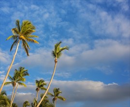 Dominican Republic, Palm trees against cloudy sky