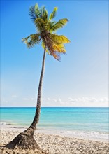 Dominican Republic, Palm tree growing in sandy beach