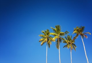 Palm trees against clear sky