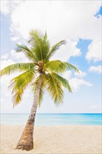 Dominican Republic, Palm tree growing in sandy beach