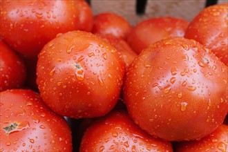 Close-up of raw tomatoes