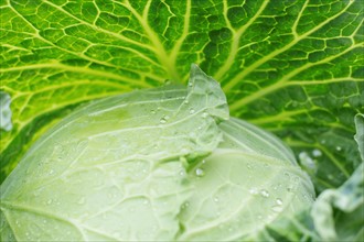 Close-up of cabbage leaves