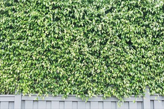 Green leaves of hedge fence
