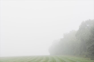 Rural landscape in fog