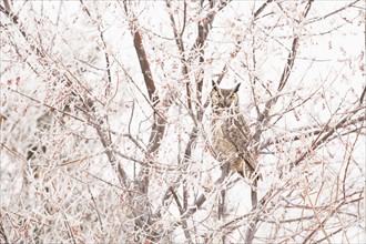Great horned owl (Bubo virginianus) perching in tree in winter