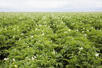 Rows of flowering potato plants