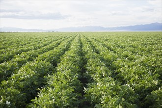 Field with rows of potato plants