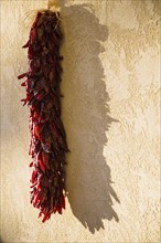 Bunch of red chili peppers drying on stucco wall