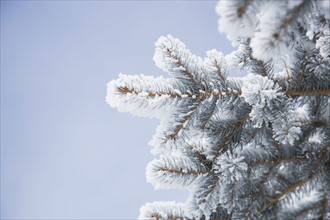 Close-up of pine twigs covered with snow