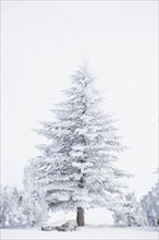 Pine tree and junipers covered with snow