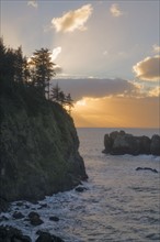 Trees on cliff over sea at sunset