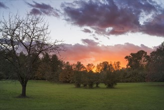Trees on green meadow at sunset
