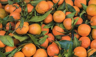 Clementines at farmer's market