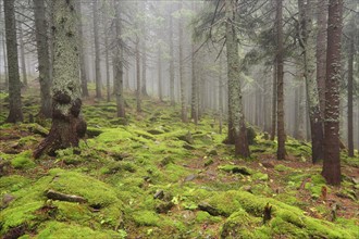 Forest in fog with moss