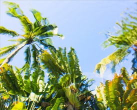 Underwater view of palm trees against clear sky