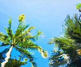 Underwater view of palm trees against clear sky