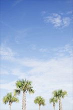 South Carolina, Palm trees against sky