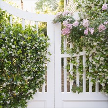 South Carolina, Charleston, White gate with blooming jasmine