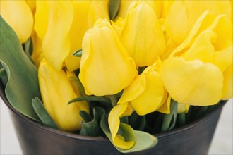 Yellow tulips in bucket