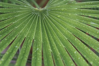 Droplets on palm leaf