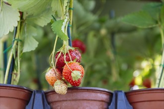 Strawberries growing in flower pot