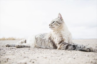 Cat resting on ground