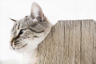 Cat scratching neck on wooden fence