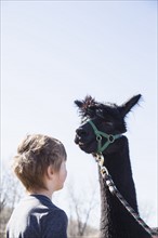 Boy (6-7) with black alpaca (Vicugna pacos)