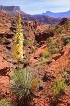 Yucca and desert canyon landscape