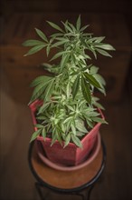 Marijuana plant in pot